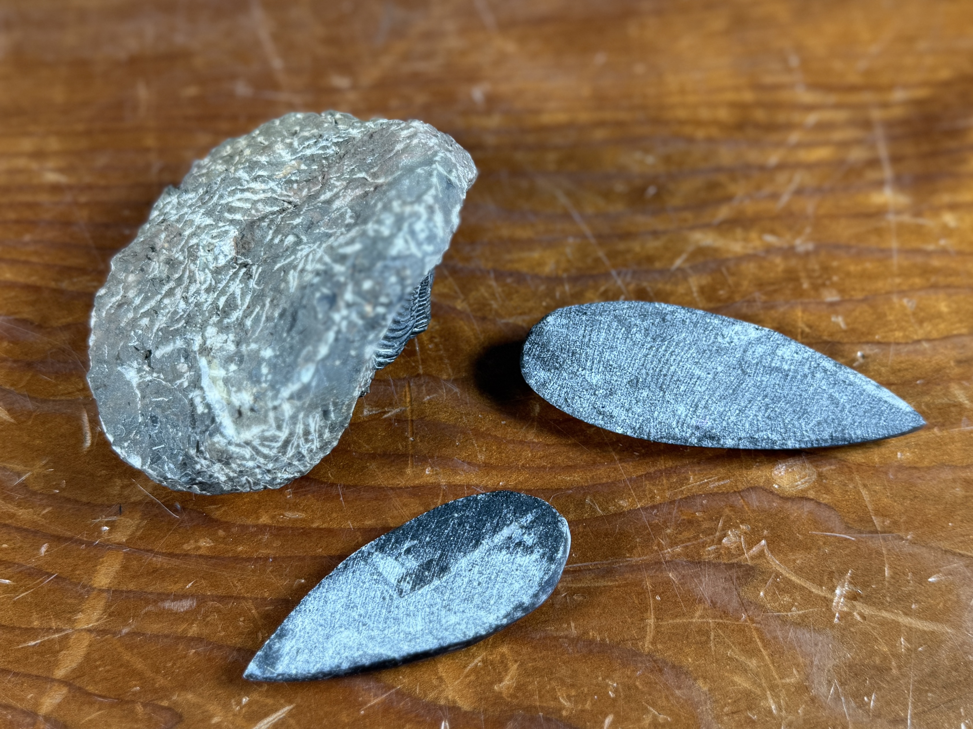 TRILOBITE & ORTHOCERAS FOSSIL COLLECTION