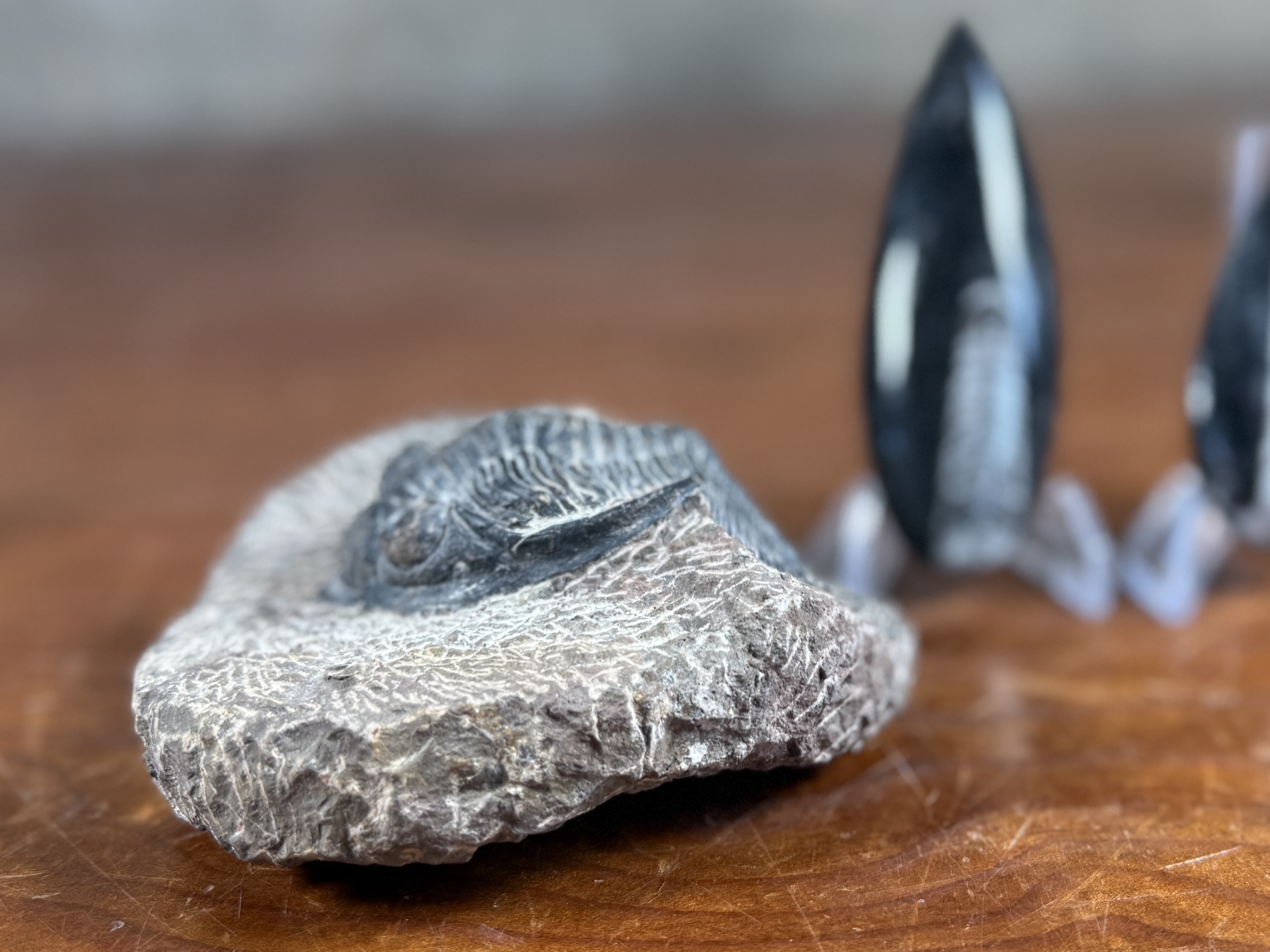 TRILOBITE & ORTHOCERAS FOSSIL COLLECTION