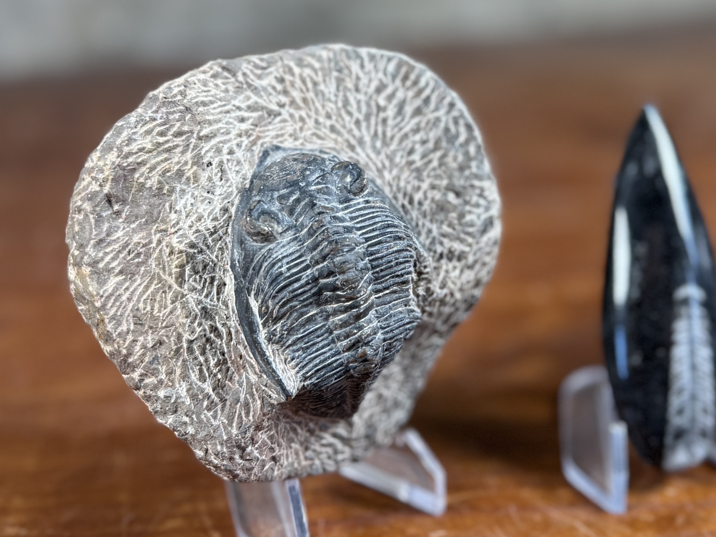TRILOBITE & ORTHOCERAS FOSSIL COLLECTION