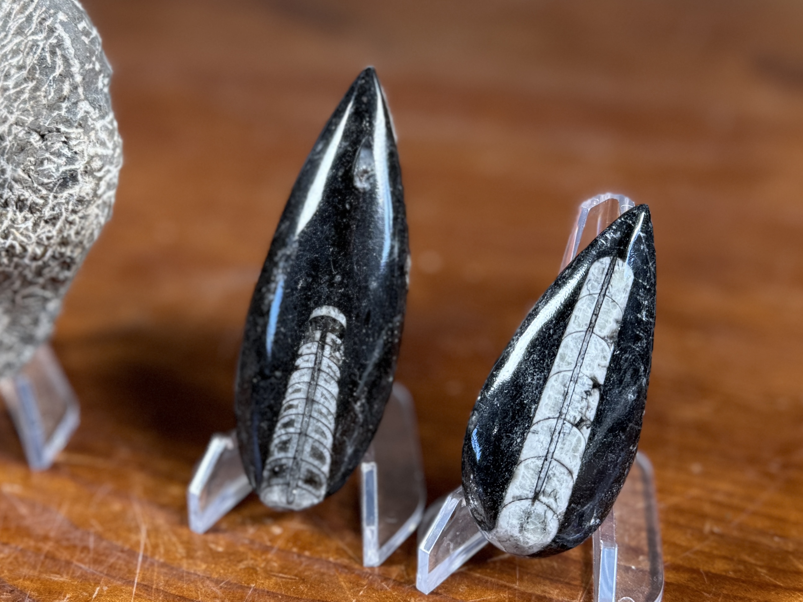 TRILOBITE & ORTHOCERAS FOSSIL COLLECTION