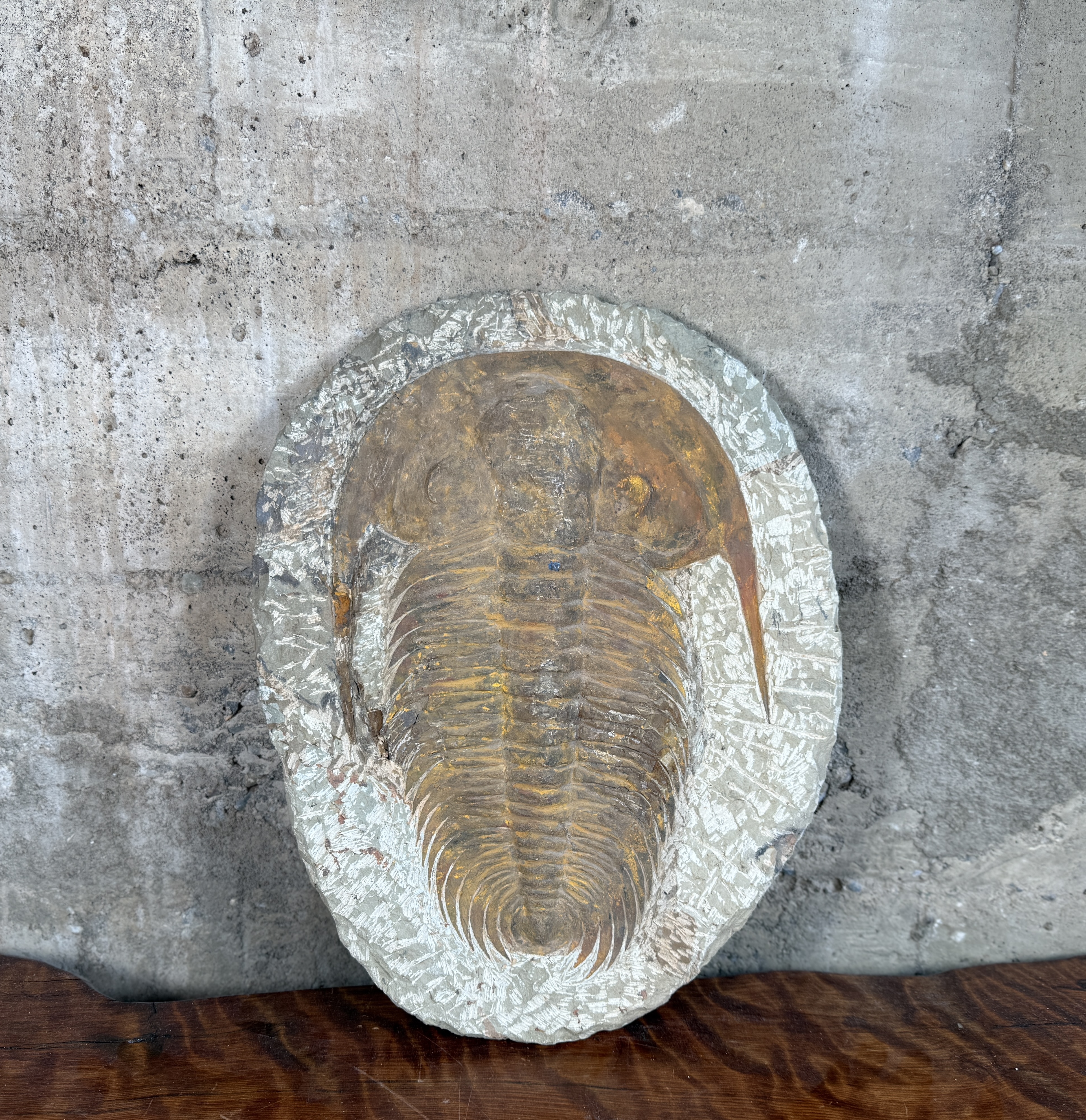 LARGE TRILOBITE FOSSIL IN STONE MATRIX
