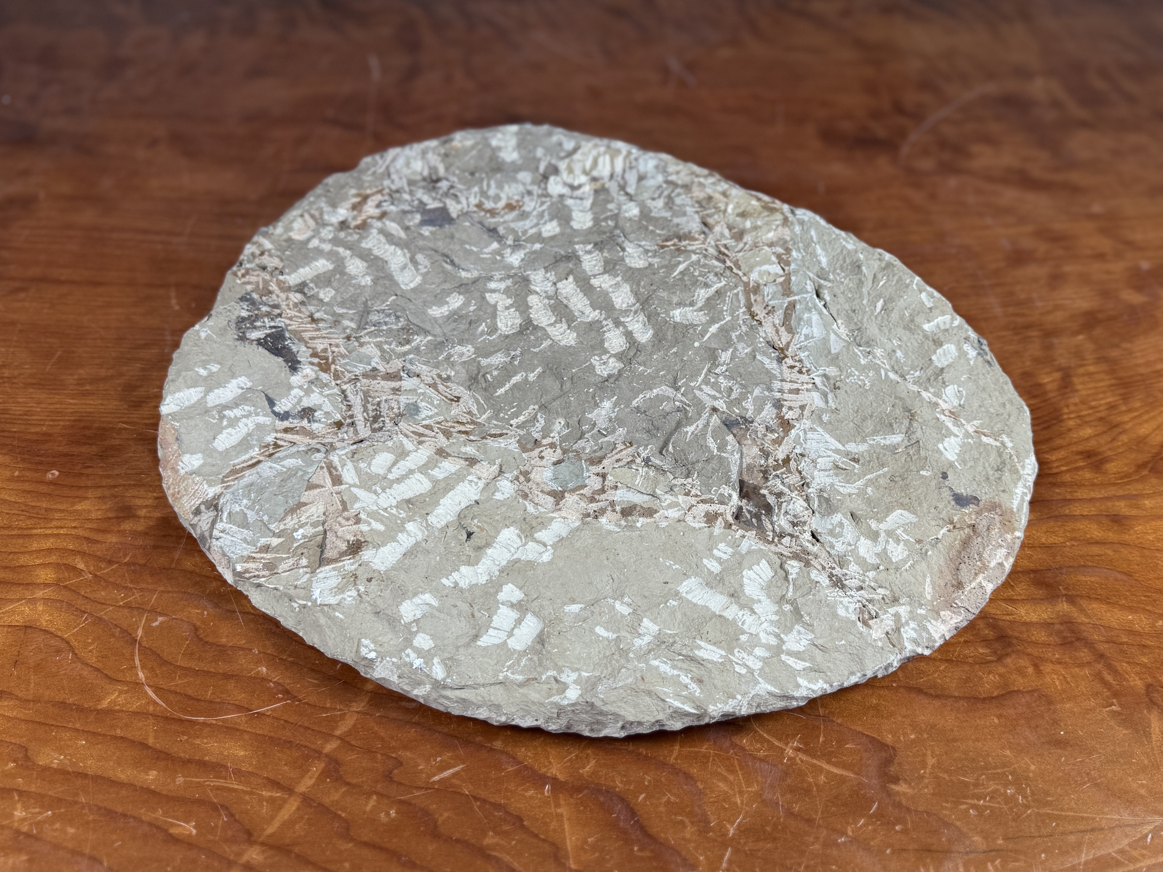 LARGE TRILOBITE FOSSIL IN STONE MATRIX