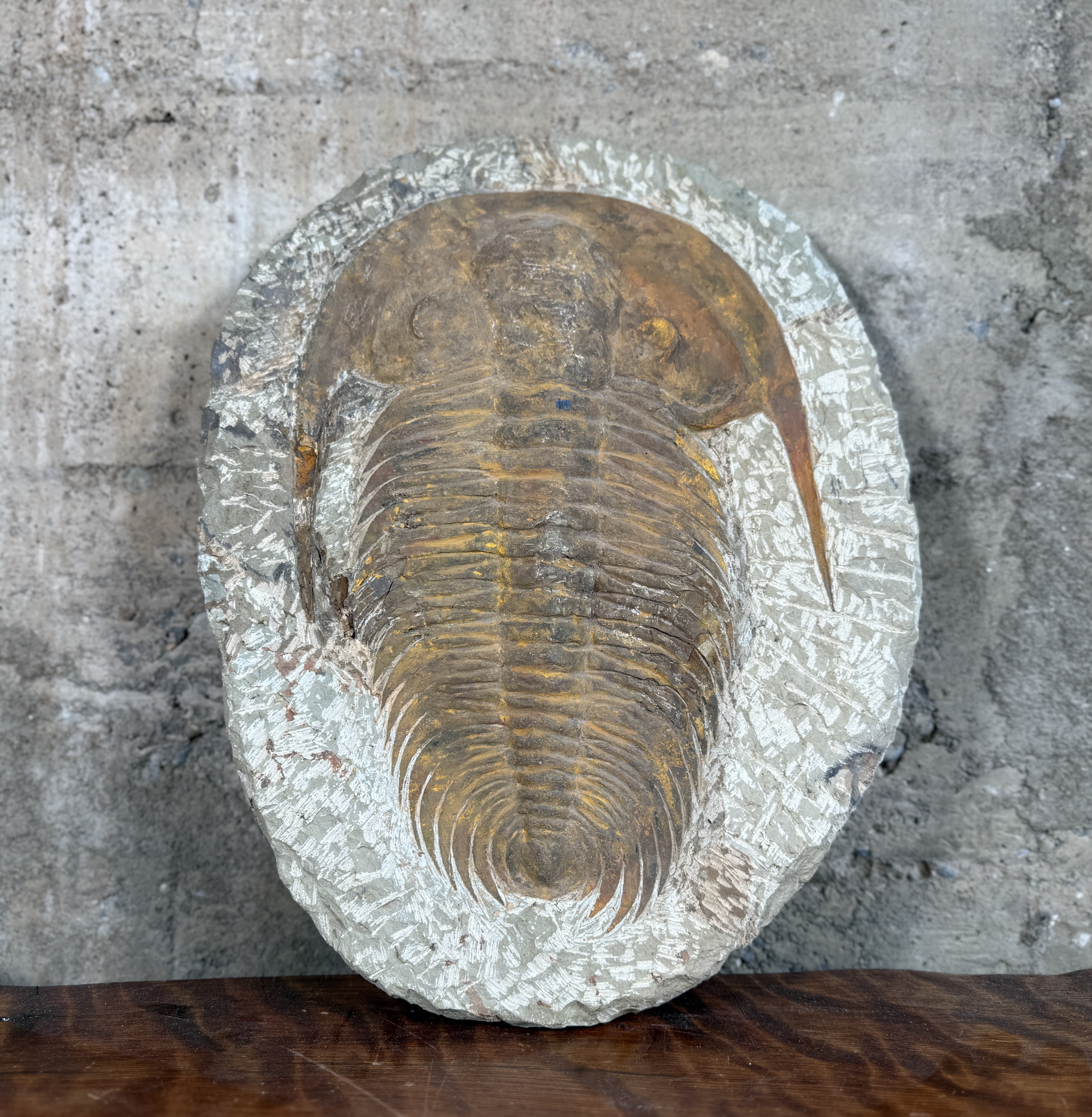 LARGE TRILOBITE FOSSIL IN STONE MATRIX