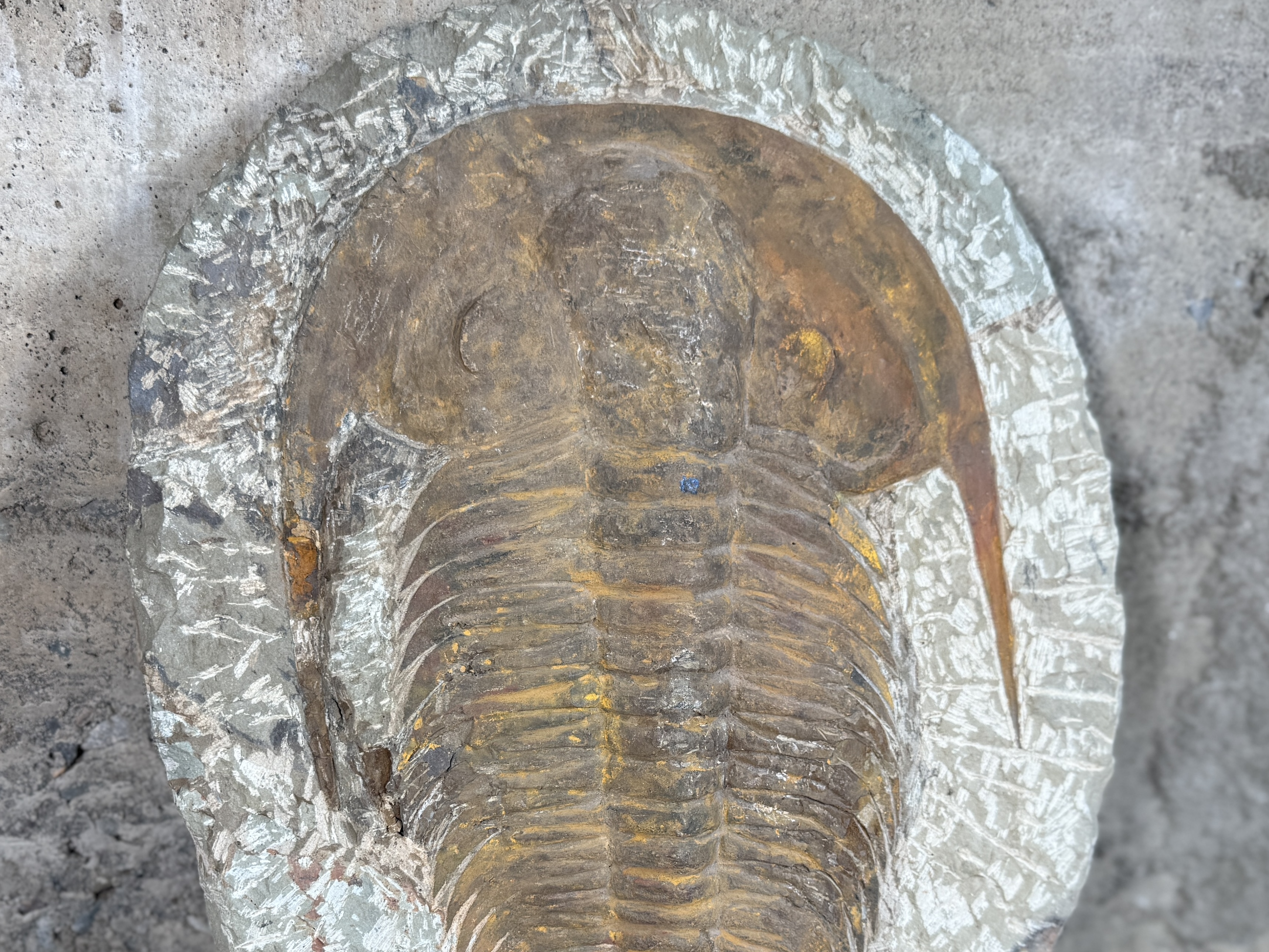 LARGE TRILOBITE FOSSIL IN STONE MATRIX