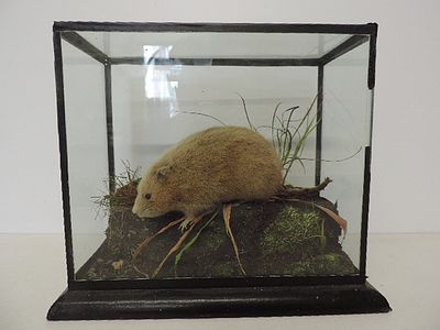 Taxidermy 10" Display Cased Muskrat in Natural Setting
