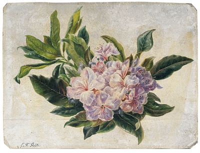 Christian Friedrich Gille - Christian Friedrich Gille "Rhododendronzweig". Um 1860. Christian 