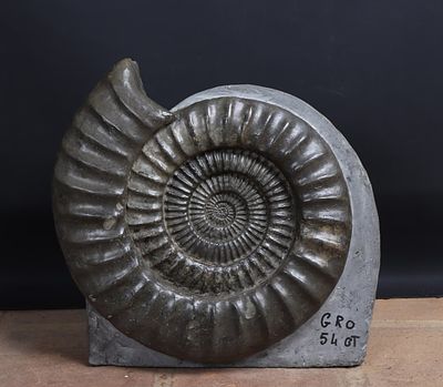 Enormous 'Arietites Bucklandi' Ammonite Fossil. Arieties Bucklandi, Lower Jurassic 201.3-174.1 