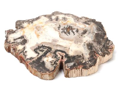 Black & White Petrified Wood Slab. This striking polished and complete slab speciman of 