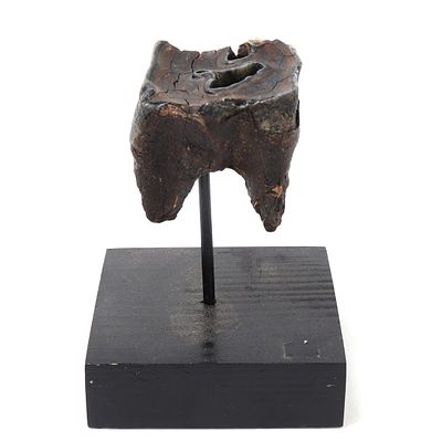 Woolly Rhinoceros Fossil Tooth Fragment on Stand, Pleistocene Period. Woolly Rhinoceros fossil 