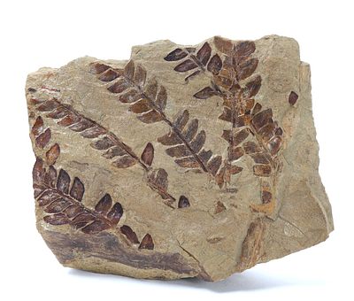 Carboniferous Neuropteris Seed Fern Fossil. Fossil plant specimen identified as Neuropteris, an 
