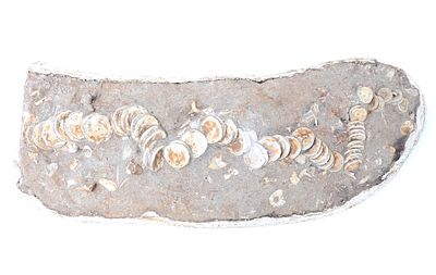 Handsome Ichthyosaur Tail Fossil in Matrix. Large section of ichthyosaur fossilized tail bone 