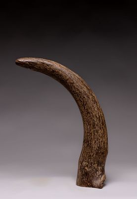 Ancient Fossilized Horn. A naturally curved fossilized Horn displaying deep brown coloration 