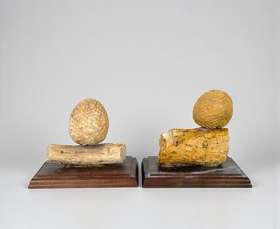 (2) Araucaria Mirabilis Pine Cone W/ Attached Branch. Jurassic Age, approximately 140–160 