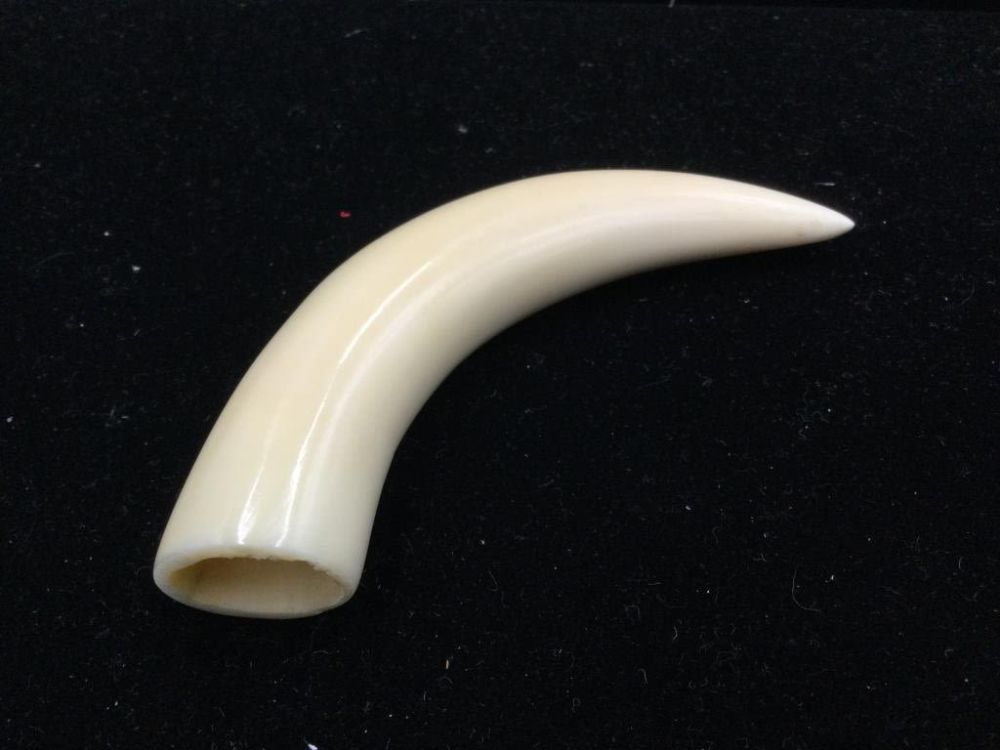 Lot 116: Whale Tooth