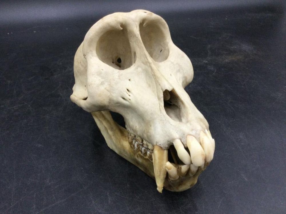 Lot 162: Mandrill Monkey Skull