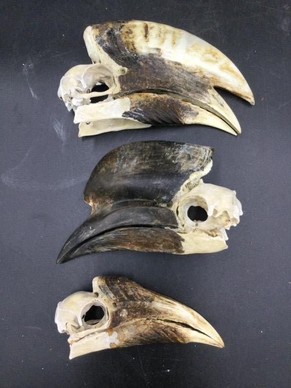 Lot 62: Hornbill Skull