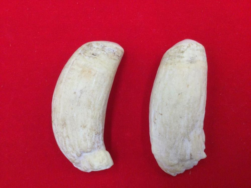 Lot 10: Whale Teeth