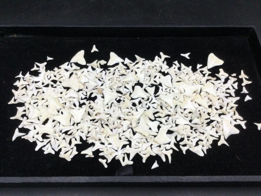 Lot 34: Shark Teeth