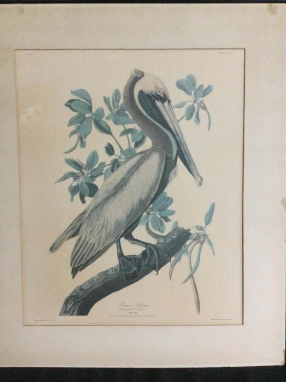 Lot 166: Brown Pelican