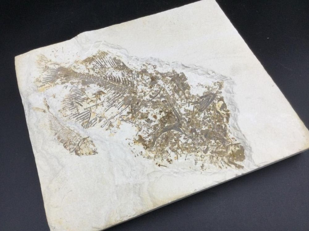 Lot 171: Fish Fossil