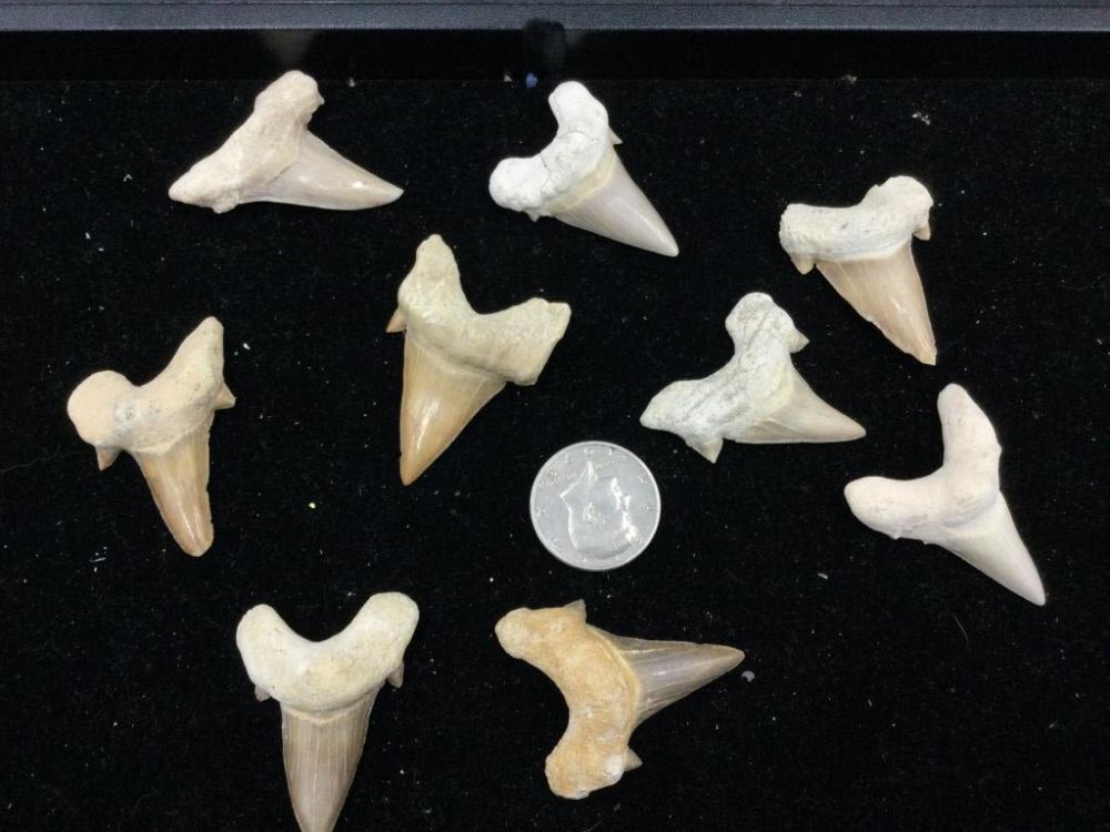 Lot 284: Shark Teeth