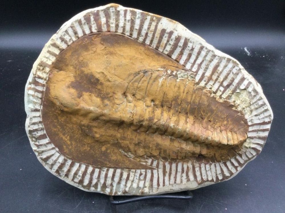 Lot 295: Trilobite Fossil