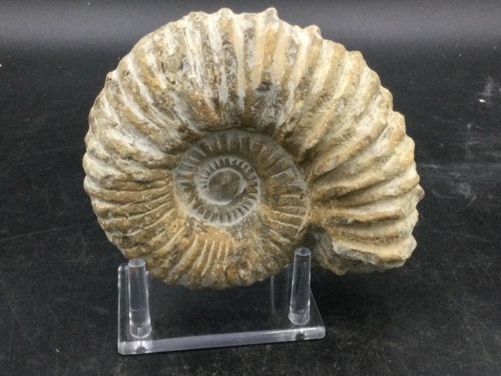 Lot 297: Ammonite Fossil