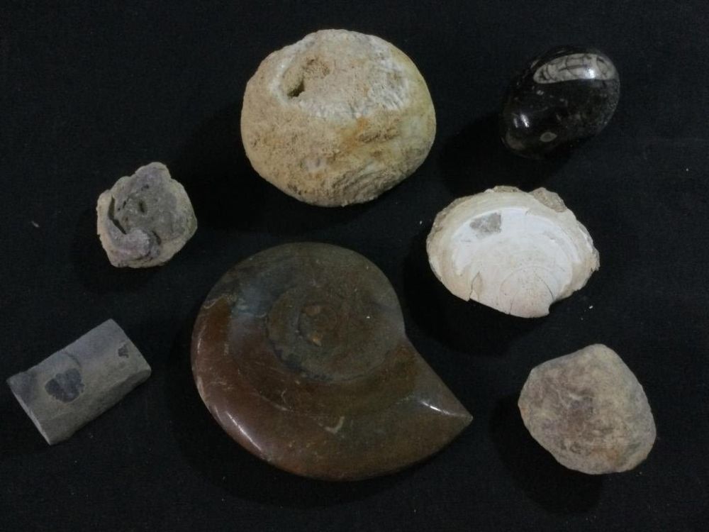 Lot 19: Fossils