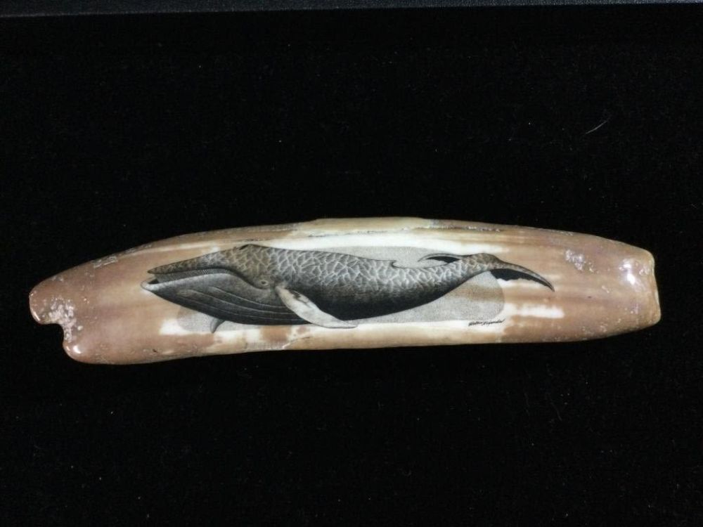 Lot 89: Fossilized Walrus