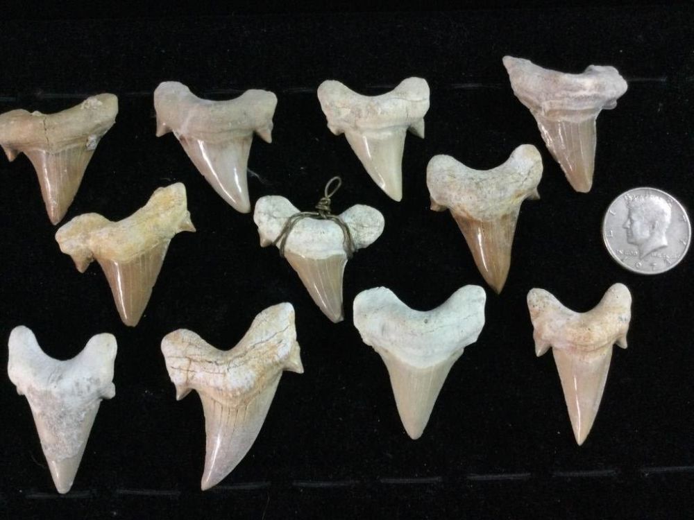 Lot 173: Shark Teeth Lot