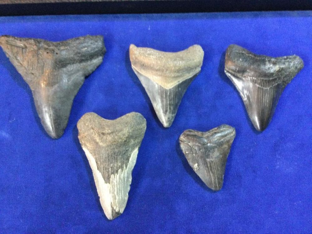 Lot 203: Megalodon Teeth