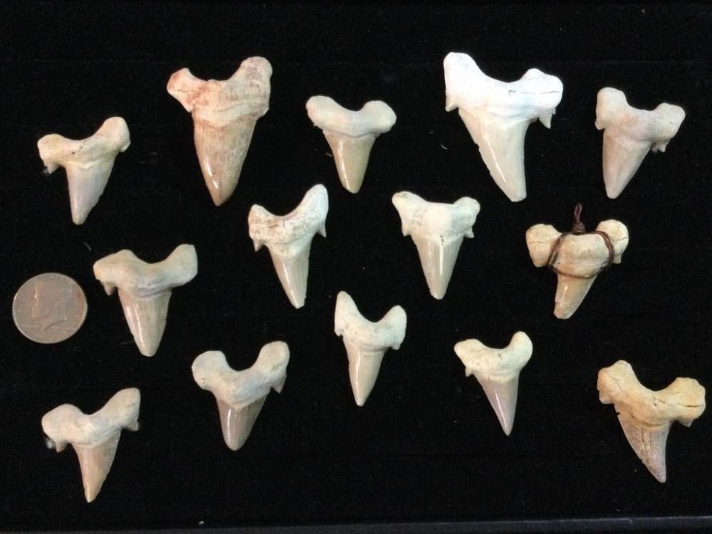 Lot 242: Shark Teeth