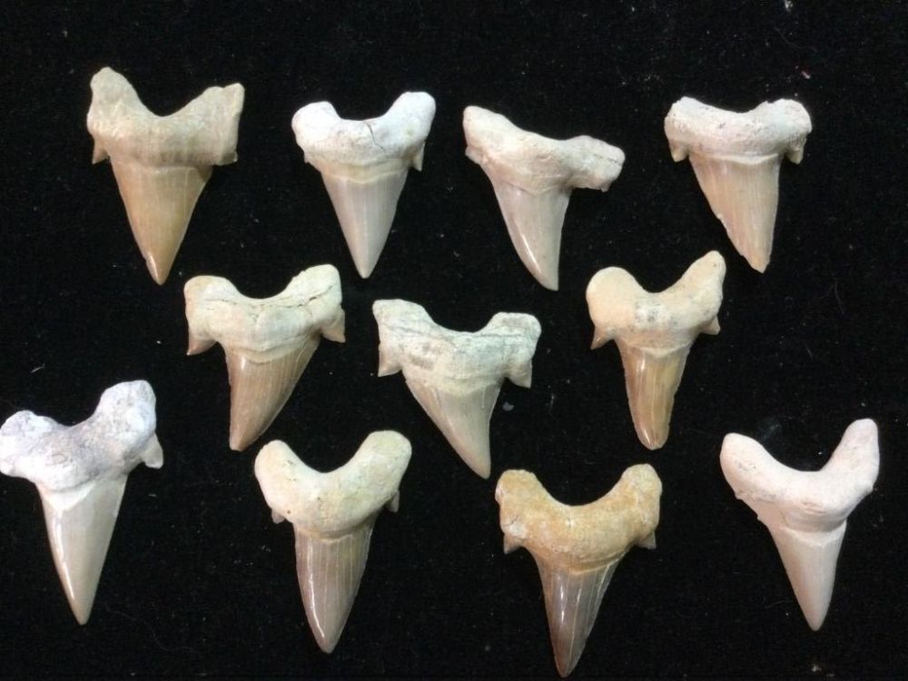 Lot 266: Shark Teeth