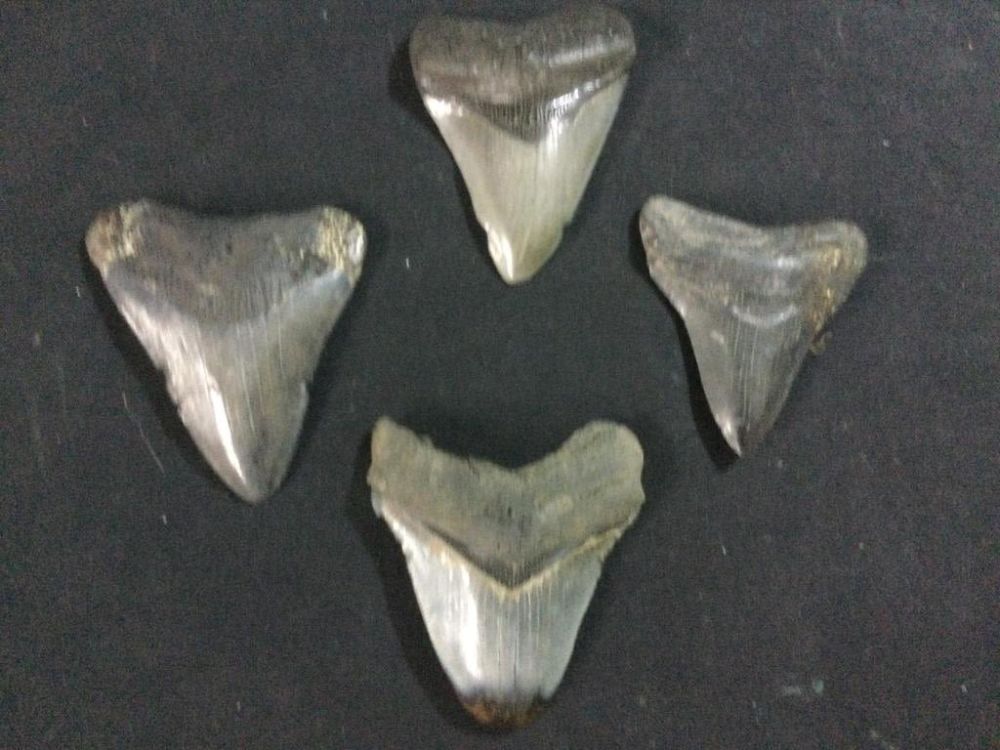 Lot 278: Megalodon Teeth