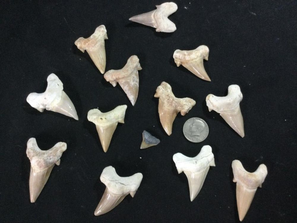 Lot 299: Shark Teeth