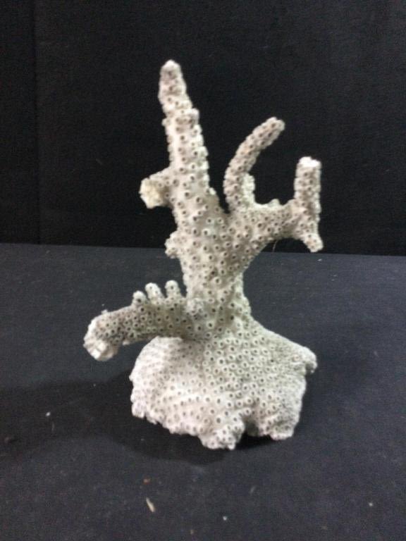 Lot 202: Stag Horn Coral