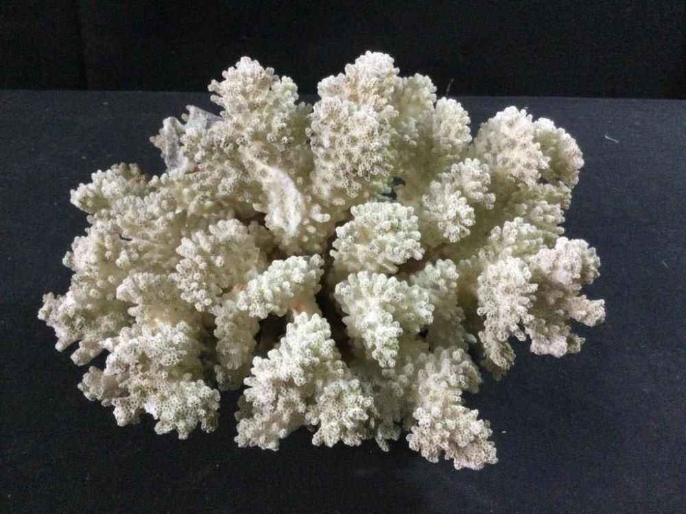 Lot 208: Coral