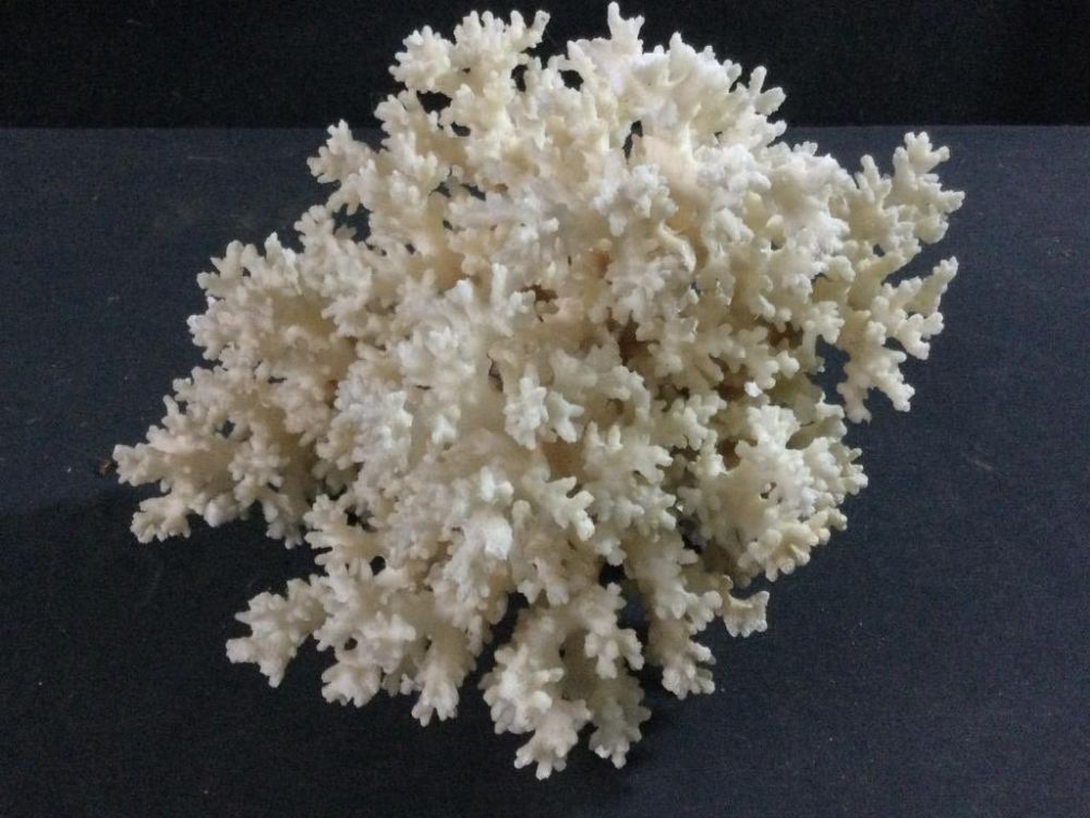 Lot 214: Coral