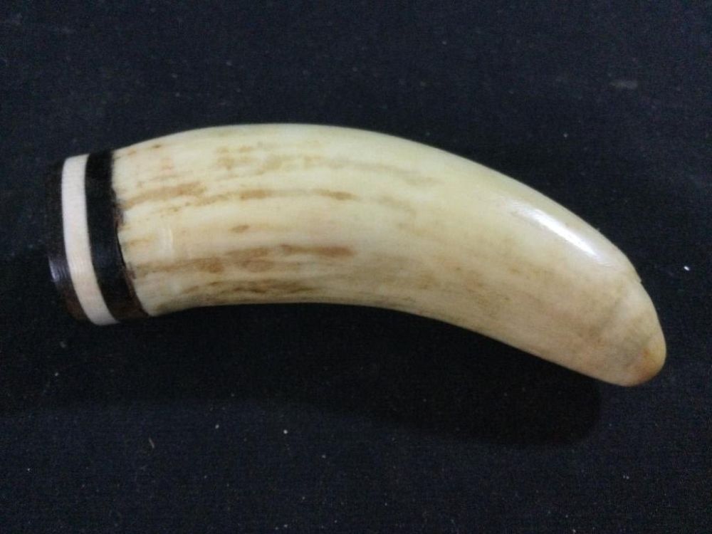 Lot 84: Whale Tooth