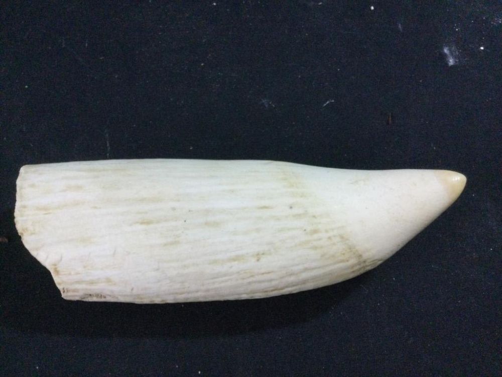 Lot 16: Large & Heavy Whale Tooth