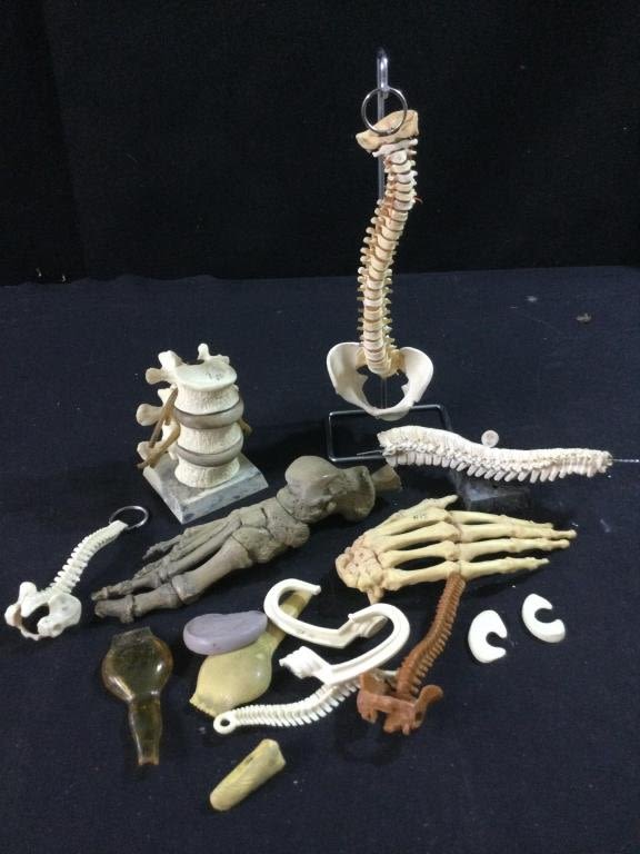 Lot 25: Medical Bone Models