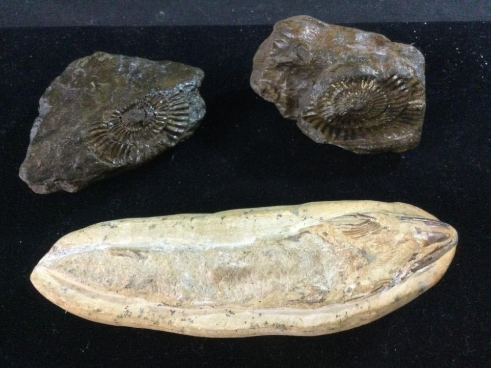 Lot 183: Fossils