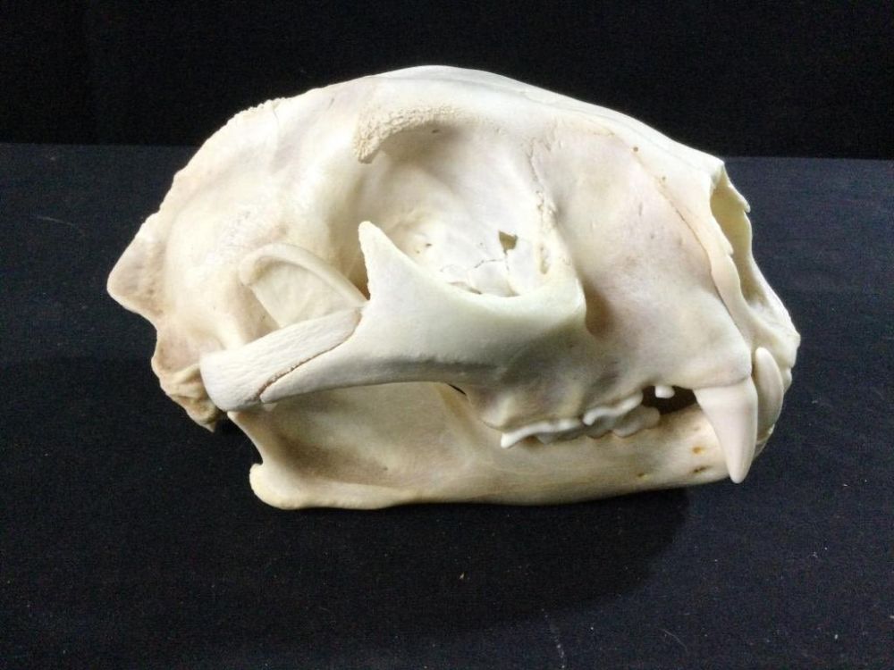 Lot 205: Large Cat Skull