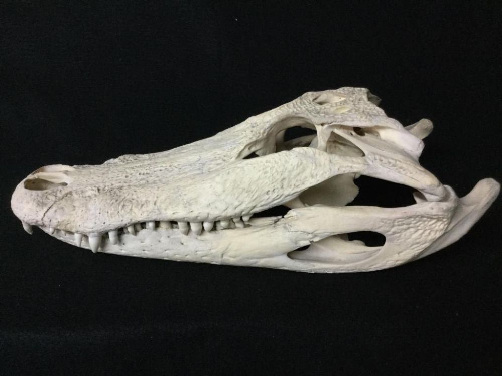 Lot 123: Alligator Head