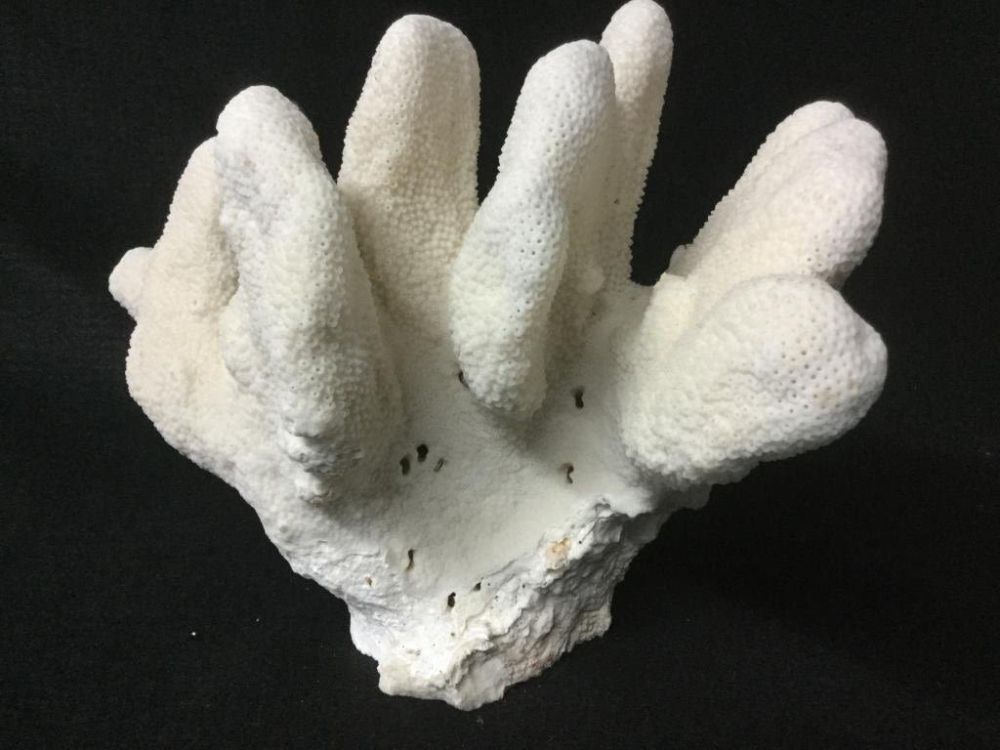 Lot 145: Coral