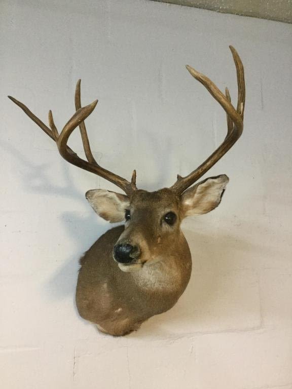 Lot 185: Deer Mount