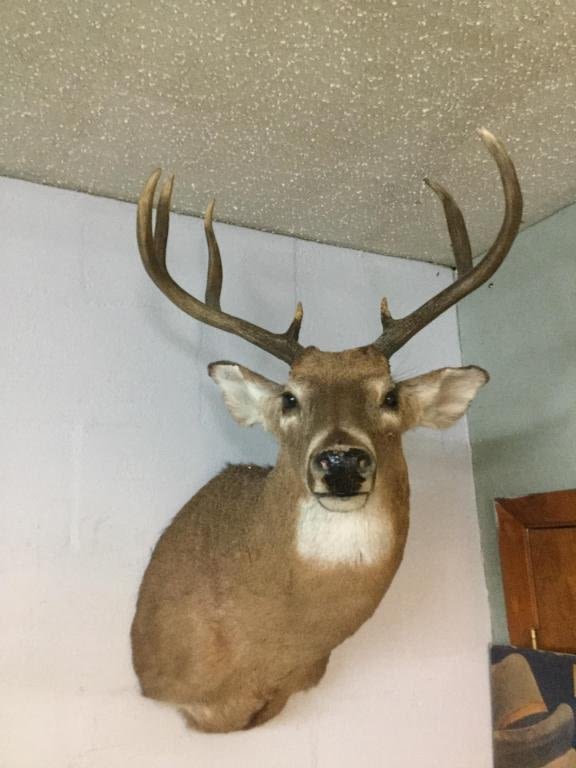 Lot 186: Deer Mount