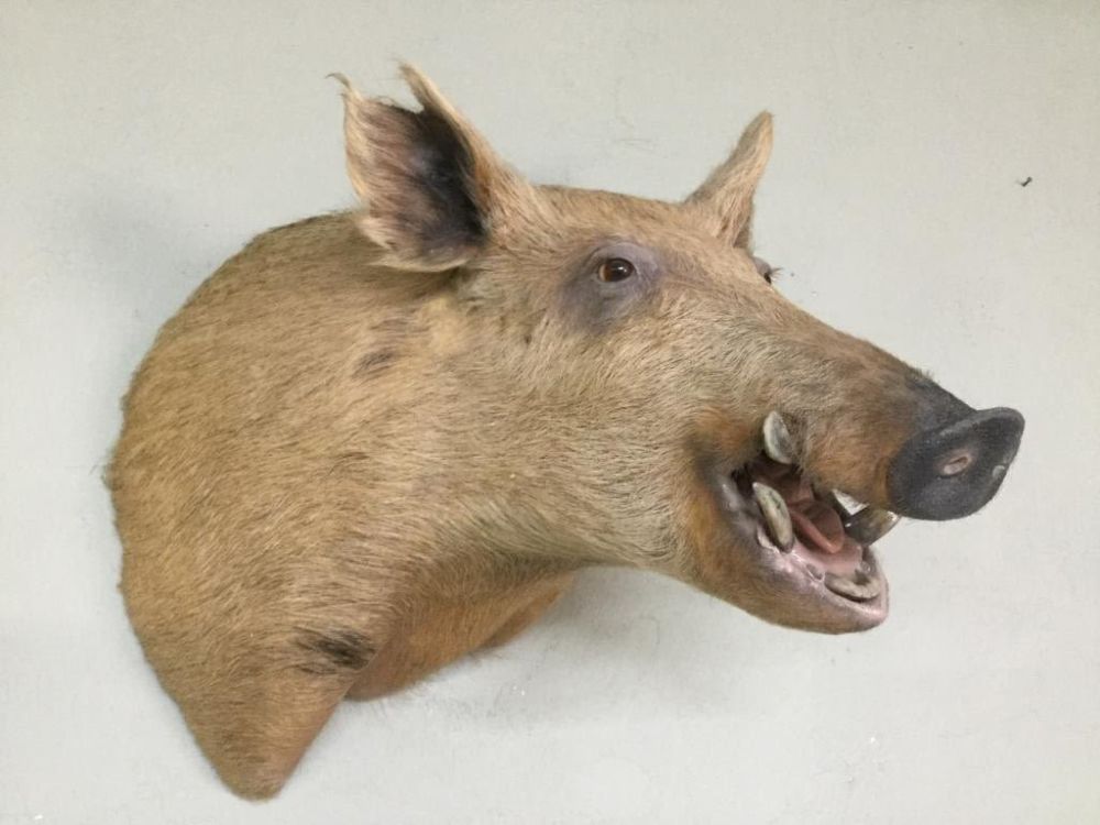 Lot 187: Hog Mount