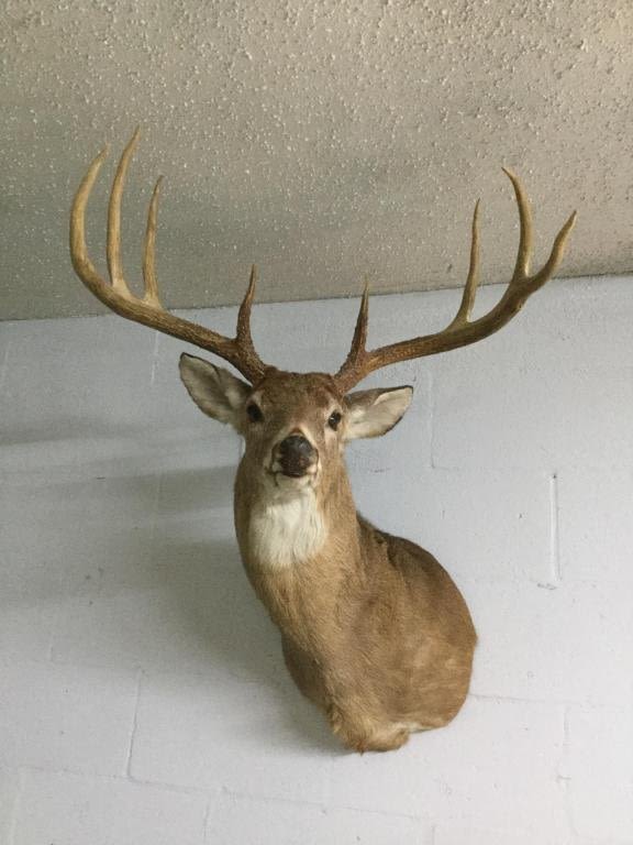Lot 188: Deer Mount