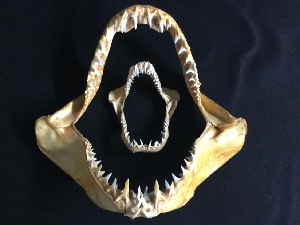 Lot 26: Mako Shark Jars